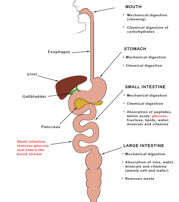 The digestion system creates glucose