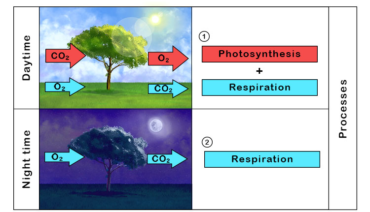 The process of photosynthesis (which occurs in chloroplasts) uses the energy of the sun to change water and carbon dioxide into sugar called glucose and so only occurs in the day