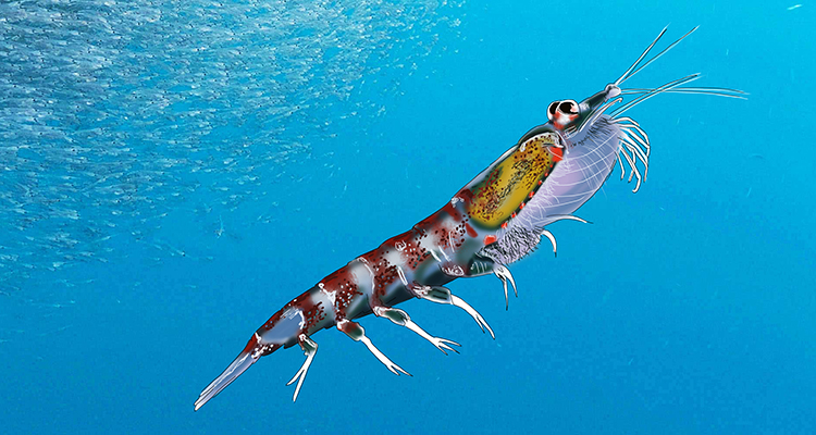 Biomass of a krill is an estimated 379 million tones based on an average mass of 0.468g and population of 7.8 x 10(power of 14)