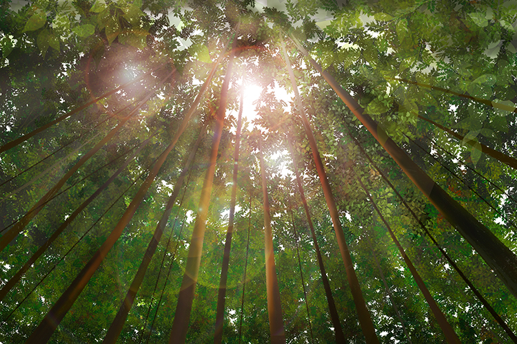 Lack of light is an example of a limiting factor