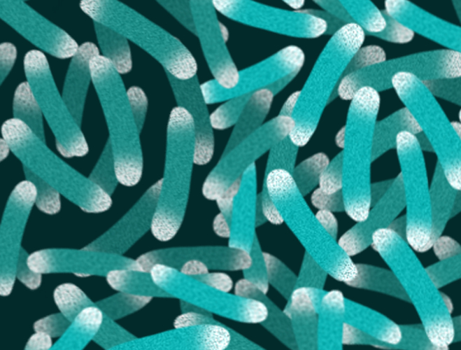 The life expectancy for a bacteria is about 12 hours but in that time they are able to reproduce