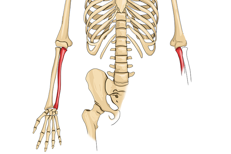 The ulna runs parallel with the radius and connects the wrist (smallest finger side) with the elbow