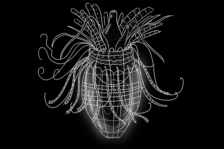 Loricifera are also tiny extremophile micro-organisms