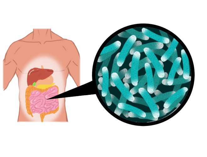 Bacteria in the gut helps to beak up food for us to absorb but they get a safe and warm environment but also a food source