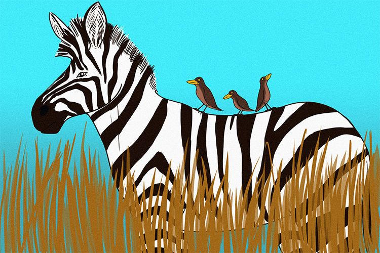 Birds keep zebras, hippos and other mammals clean of parasites by eating them