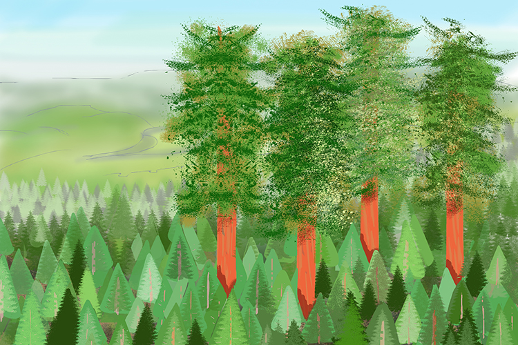 Due to natural selection redwood trees have becomes the largest in the world these out compete smaller trees