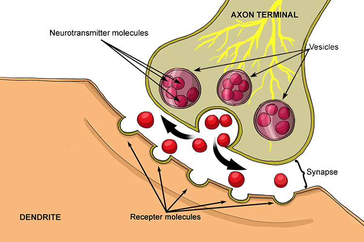 Diagram showing the transmission of signals across the synapse gap