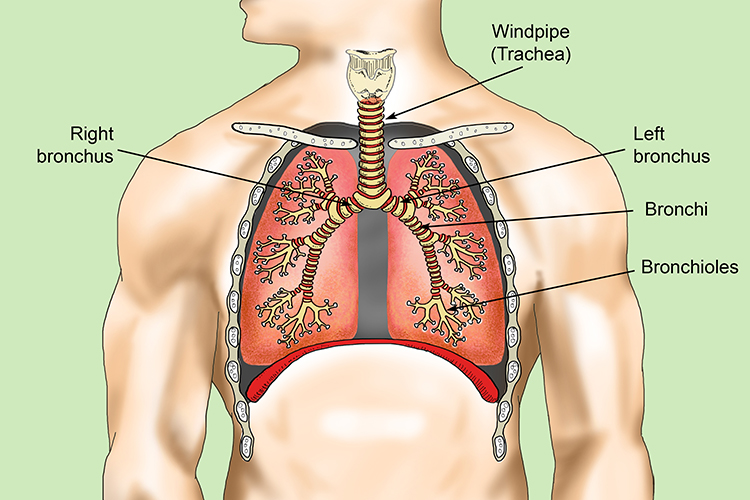 Passage of air through the bronch (branches) of the trachea