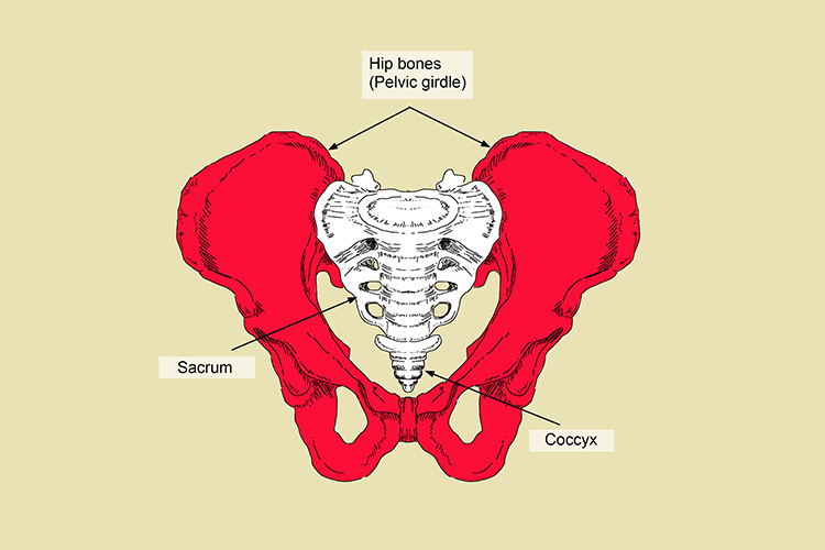 The pelvis connects the trunk of the body to the legs, also the spine terminates here