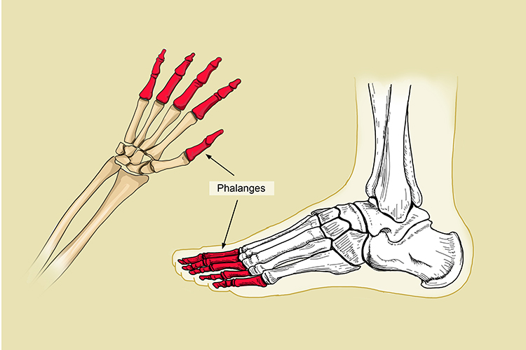 Phalanges are connected to the metatarsals in the foot and metacarpals in the hand, these are able to move separately