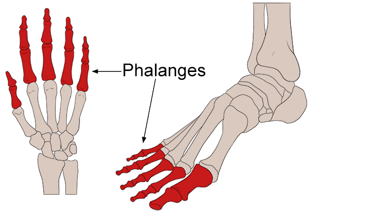 Phalanges are connected to the metatarsals in the foot and metacarpals in the hand, these are able to move separately