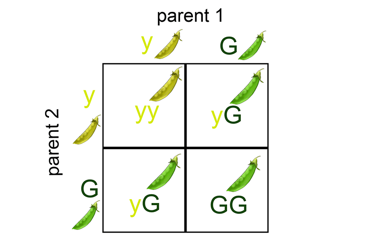 Punnett square showing there is a 75% chance of green pods being inherited where 25% will be yellow