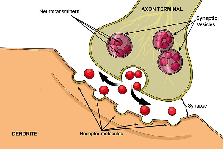The reception moll (receptor molecule) had a chemical reaction with a visitor from outside