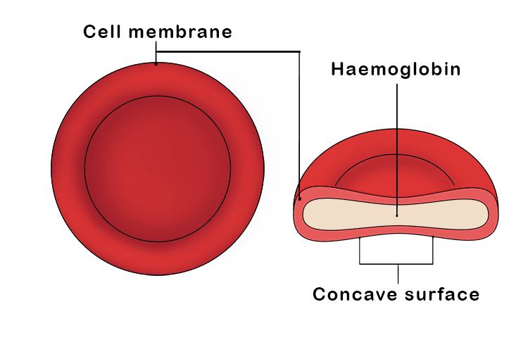 Red blood cells are the most abundant type of cell in your blood and have a very specific job
