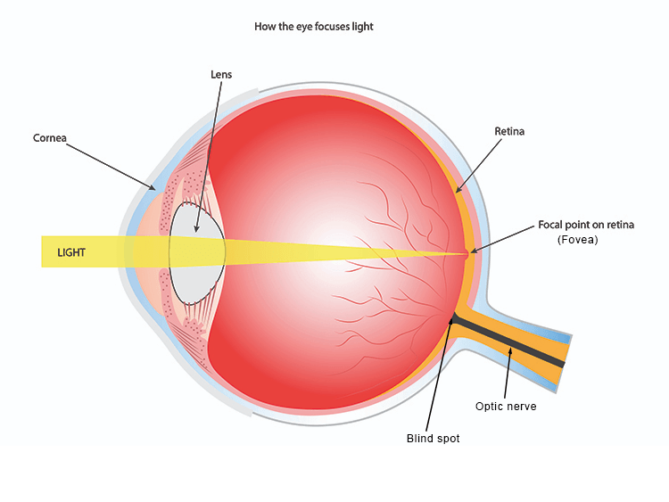 Image of light projected onto the retina