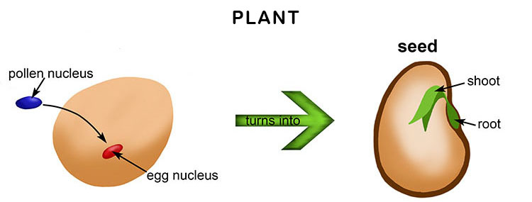 Plant gametes = Egg and pollen