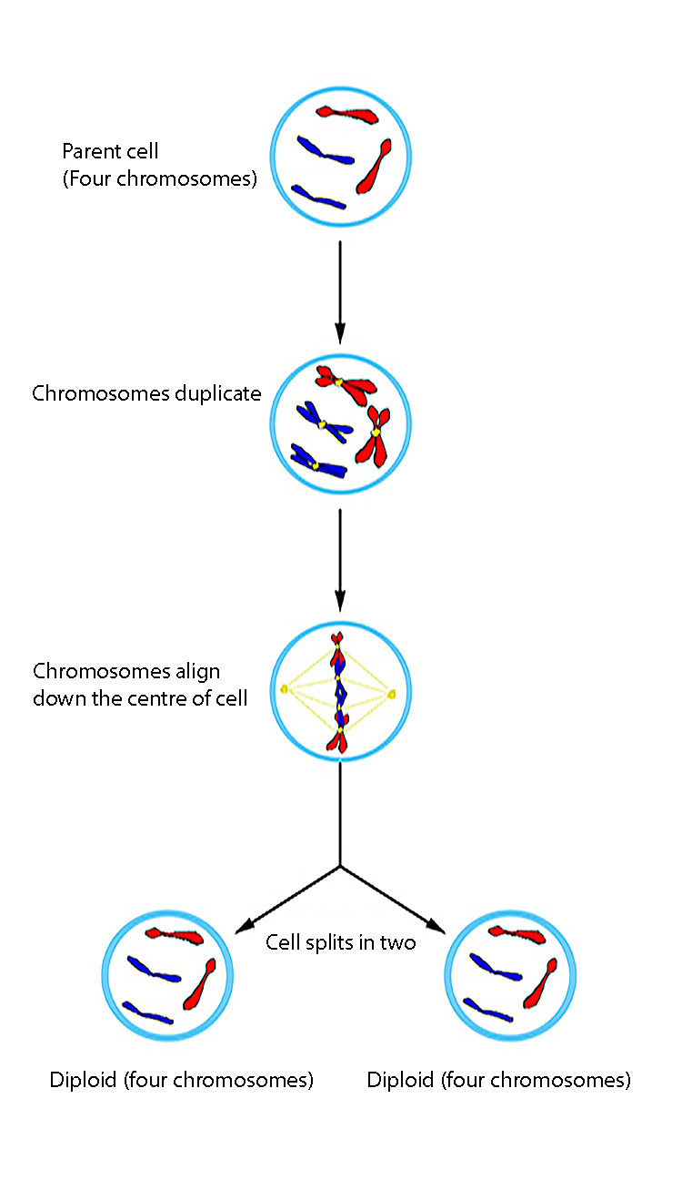 Mitosis produces 2 identical cells