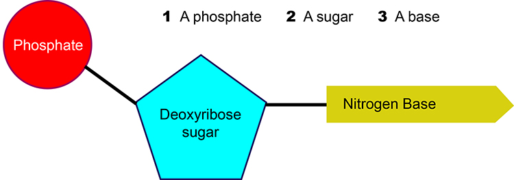 Simple contense diagram of a nucleotide these give DNA structure
