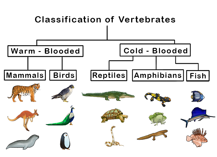 The following charts show the separation of various types of animals within the vertebrate and invertebrate families