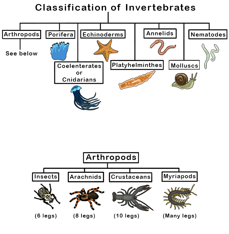 The following charts show the separation of various types of animals within the vertebrate and invertebrate families