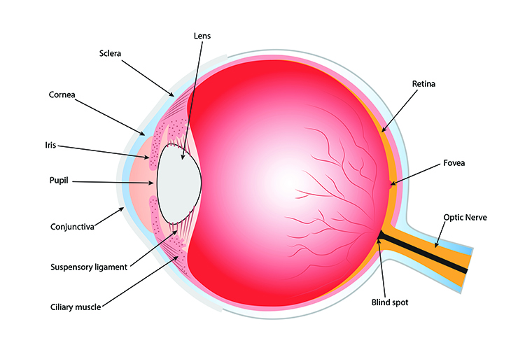 A diagram showing the structure of the human eye, annotating the main features