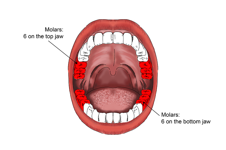 There are 12 molars 6 at the top and 6 at the bottom