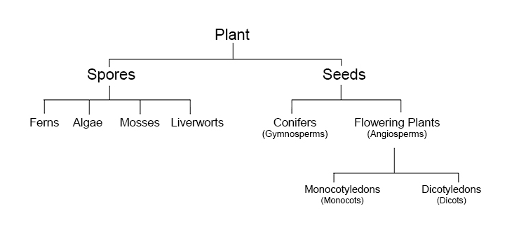 To summarise the category of plants, see below: