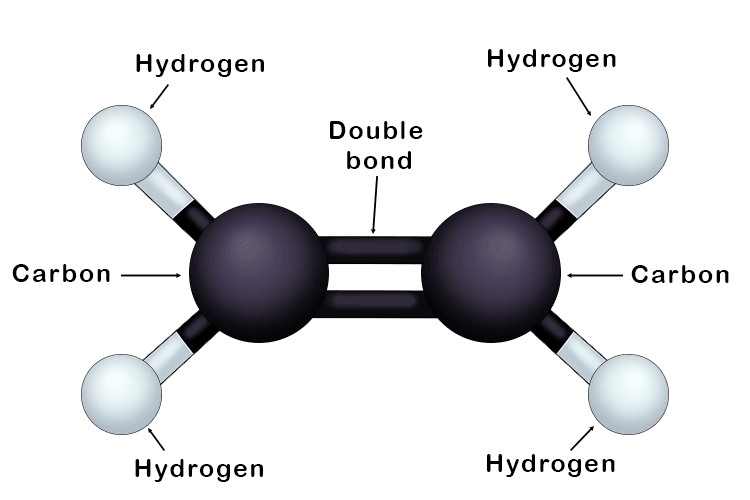 ball and stick model Mammoth Memory definition remember