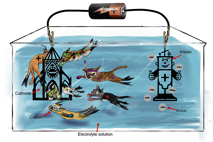 Cations swim to the cathode