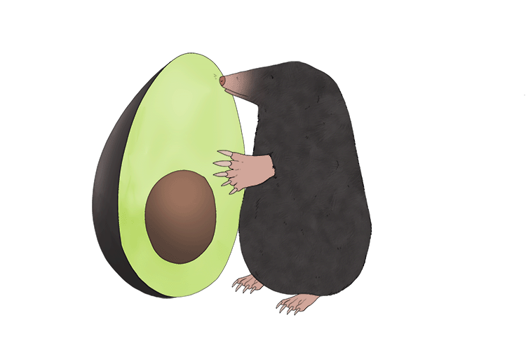 This mole loves eating avocados (Avogadro's constant) and eats so many that she will turn into an avocado at this rate.