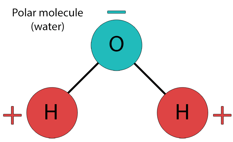 oxygen pulls shared electrons closer to itself, creating a slightly negative charge on the oxygen end and slightly positive charges on the hydrogen end. 