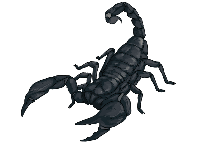 This quotation can be remembered with the single picture of a scorpion.