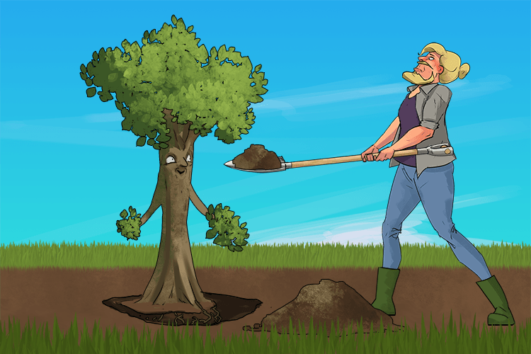 I have begun to plant thee