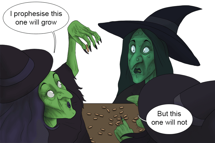 Imagine the witches looking at the seeds and prophesying which will grow.
