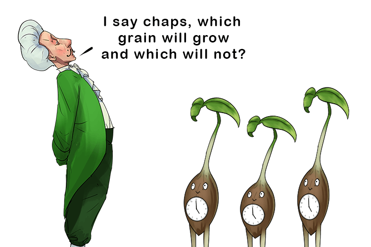I say chaps, which grain will grow and which will not