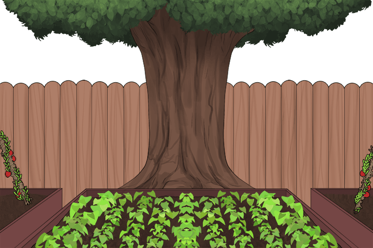 1. A giant tree (Act 3) is growing at the far end of the vegetable PLOT.