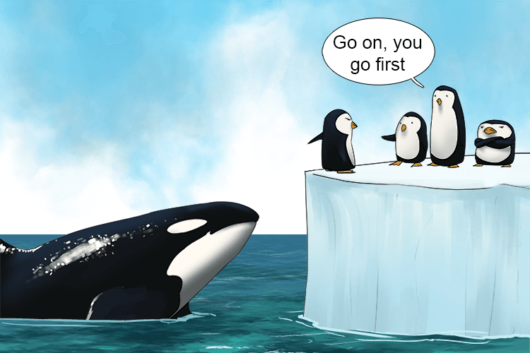 Imagine the penguins trying to persuade the first penguin to jump into the water.