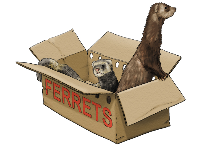 The ferreter transferred his ferrets from their cage into a box. 