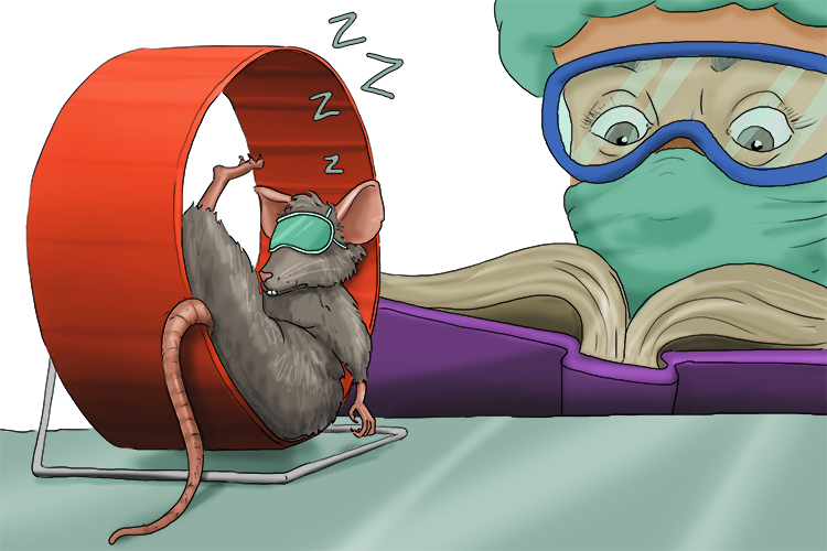 The laboratory staff read the rat a bedtime story. 