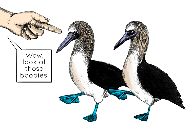 How to remember to spell weird.  There's a weird story behind why we call this bird the Blue-footed Booby.