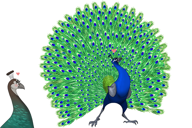 He was a glamorous (amorous) bird, and he showed his feeling of sexual desire.