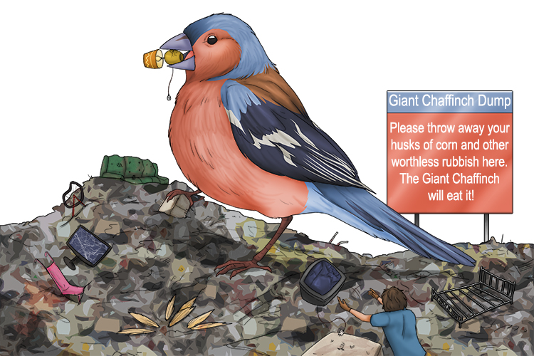 The Chaffinch (chaff) eats the husks of corn and other worthless rubbish.