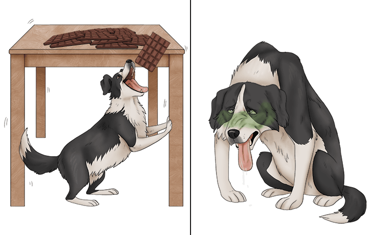 The border collie wobbles (collywobbles) the table and the chocolate falls off, but eating it upset her stomach.