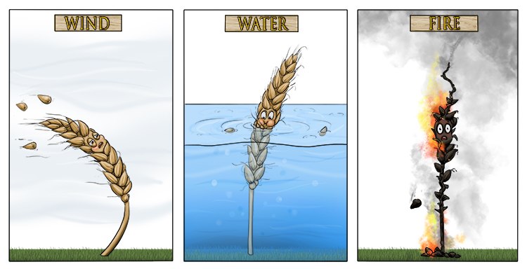 It was a competition to see who could bust (combust) up the wheat the most, the wind, the water or the fire. There was a clear winner – the fire destroyed it!