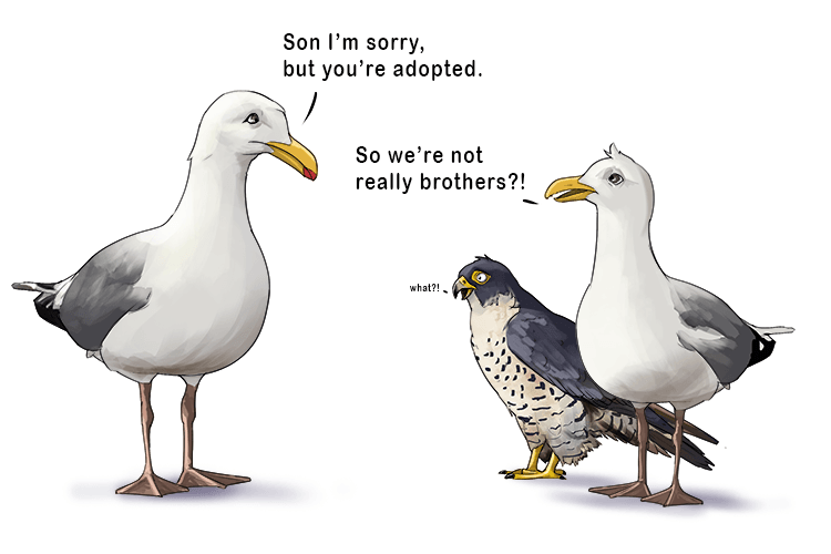 A falcon and a seagull (fallacy) shared the mistaken belief that they were brothers