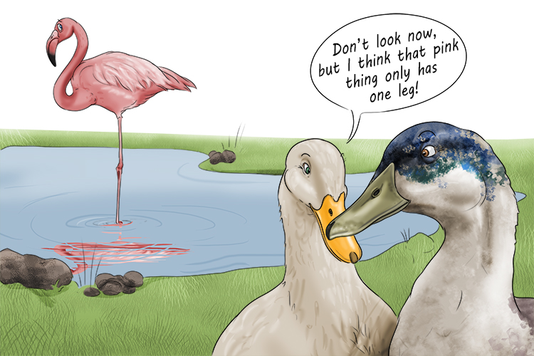 The flamingo was seen by ducks (flummox) who were confused because they could only see one leg.