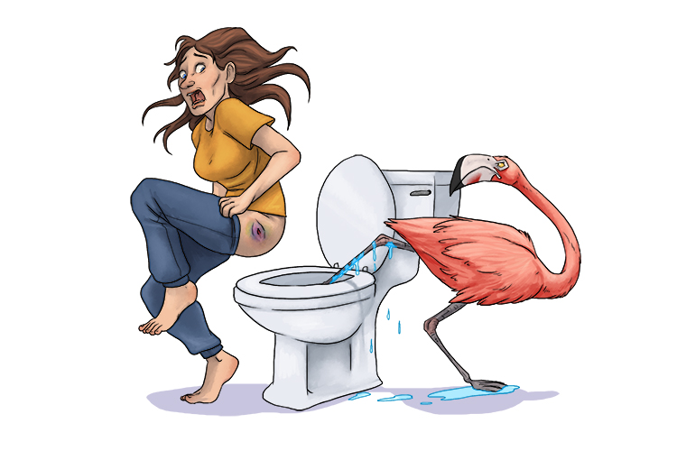 She was interested in flamingos and kept one in her lavatory (inflammatory) but when her friend went in it rose up and got angry. The nasty peck she got caused a red and swollen wound.