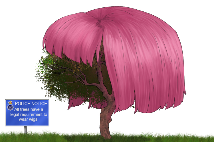 We're obliged to put a wig on a tree (obligatory). It's a legal requirement.