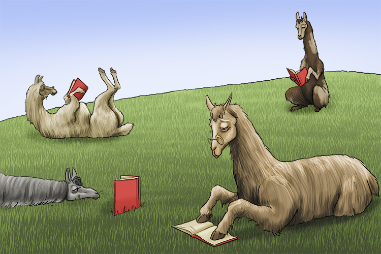 Peru's (peruse) llamas can all be found reading carefully and thoroughly.