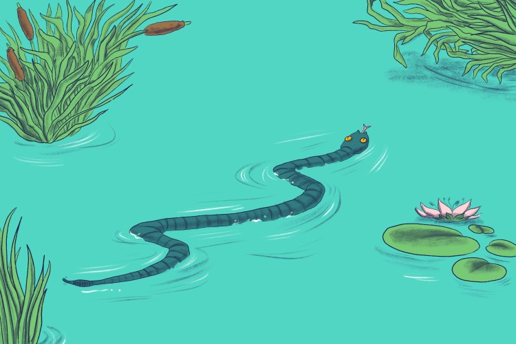 The snake in the lake (slake) lived in the water so that it could satisfy its thirst anytime it wanted.